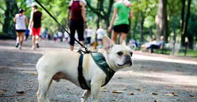 Kutyával a Városligetben